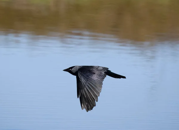 Dohle Corvus Monedula Einzelvogel Flug Gloucestershire März 2023 — Stockfoto