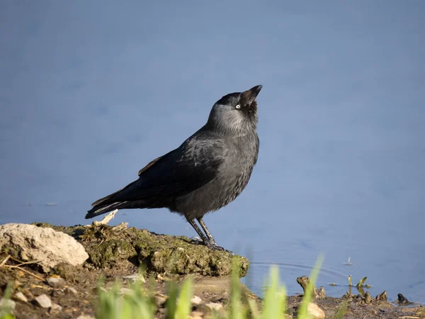 Jackdaw Corvus Monedula Enkele Vogel Aan Het Water Gloucestershire Maart — Stockfoto