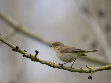 Chiffchaff, Phylloscopus Collybita, şubedeki tek kuş, Warwickshire, Nisan 2023