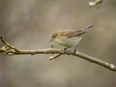 Chiffchaff, Phylloscopus Collybita, şubedeki tek kuş, Warwickshire, Nisan 2023