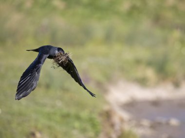 Jackdaw, Corvus monedula. Yuva malzemesiyle uçan tek kuş. Gloucestershire, Mart 2023.