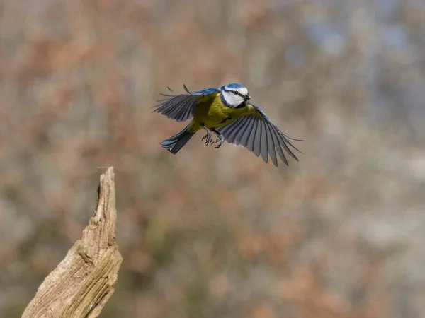 Blue Tit Cyanistes Caeruleus Single Bird Flight Warwickshire April 2023 — стоковое фото