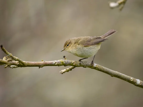 Chiffchaff Phylloscopus Collybita Single Bird Branch Warwickshire Апрель 2023 — стоковое фото