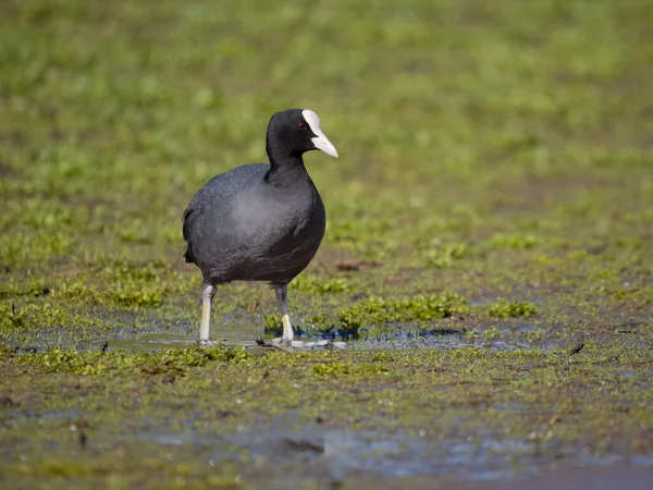 Coot Fulica Atra Single Bird Water Hertfordshire March 2023 — Stock Photo, Image