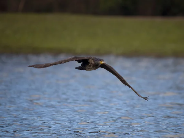 Aalscholver Phalacrocorax Carbo Enkele Vogel Vlucht Hertfordshire Maart 2023 — Stockfoto