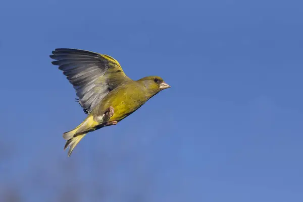Greenfinch Chloris Chloris Single Bird Flight Warwickshire 2023 Április — Stock Fotó