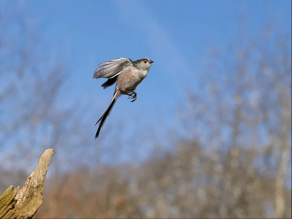 Long Tailed Tit Aegithalos Caudatus Single Bird Flight Warwickshire April — Zdjęcie stockowe