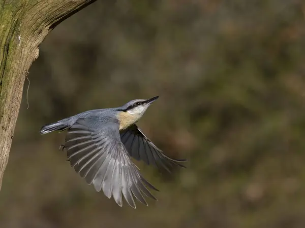 Nuthatch Sitta Europaea Single Bird Flight Warwickshire April 2023 — 图库照片
