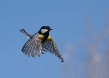 Great tit, Parus major, Single bird in flight, Warwickshire, April 2023