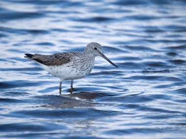 Greenshank, Tringa nebularia, sudaki tek kuş, Sardunya, Nisan 2023