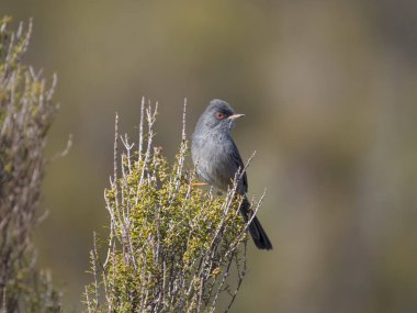 Marmora 'nın ötleğeni Curruca sarda, çalılıklardaki tek kuş, Sardunya, Nisan 2023