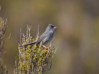 Marmora 'nın ötleğeni Curruca sarda, çalılıklardaki tek kuş, Sardunya, Nisan 2023