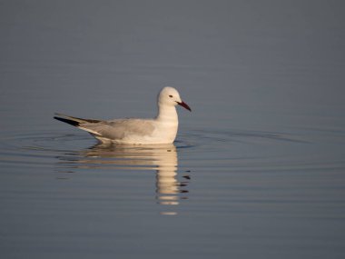 İnce gagalı martı, Kroicocephalus genei, sudaki tek kuş, Sardunya, Nisan 2023