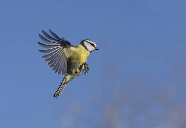 Blue Tit Cyanistes Caeruleus Single Bird Flight Warwickshire April 2023 — Stock Photo, Image