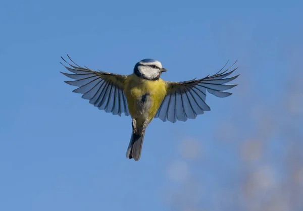 Blue Tit Cyanistes Caeruleus Single Bird Flight Warwickshire April 2023 — Fotografia de Stock