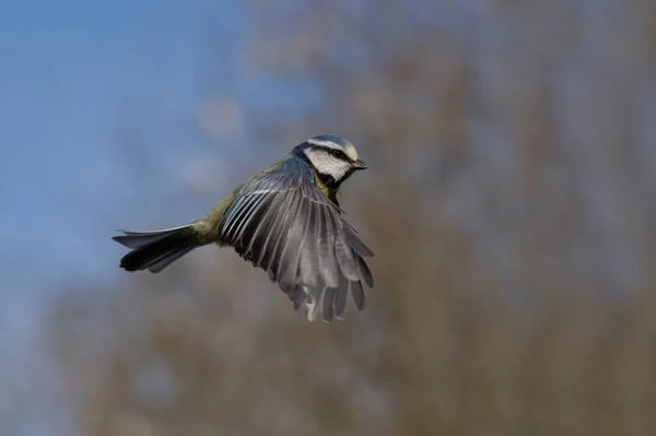 Blue Tit Cyanistes Caeruleus Single Bird Flight Warwickshire April 2023 — Stock fotografie