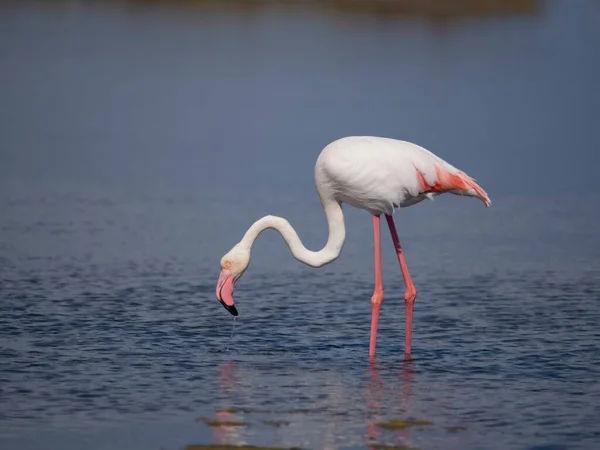 Större Flamingo Phoenicopterus Roseus Enstaka Fågel Vatten Sardinien April 2023 — Stockfoto