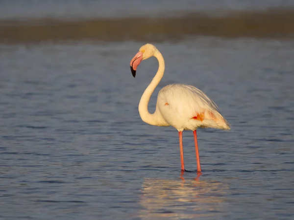 Nagyobb Flamingó Phoenicopterus Roseus Egyetlen Madár Vízben Szardínia 2023 Április — Stock Fotó