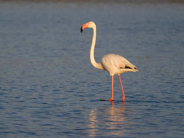 Flamingo Phoenicopterus Roseus Einzelner Vogel Wasser Sardinien April 2023 — Stockfoto