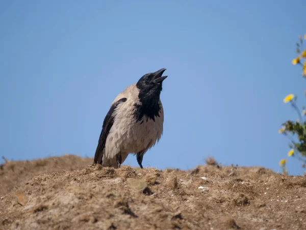 Cuervo Encapuchado Corvus Cornix Pájaro Soltero Tierra Cerdeña Abril 2023 — Foto de Stock