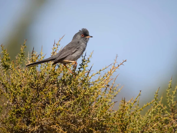 Marmorsänger Curruca Sarda Einzelner Vogel Auf Büschen Sardinien April 2023 — Stockfoto