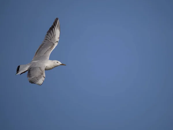 Slender Billed Gull Chroicocephalus Genei Single Bird Flight Sardinia April — Stock Photo, Image