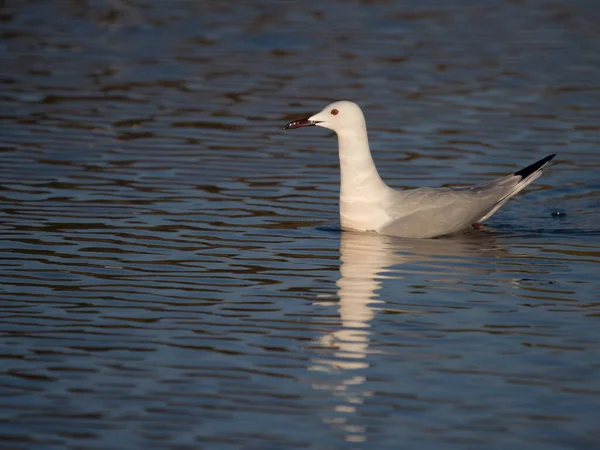 Slender Billed Gull Chroicocephalus Genei Single Bird Water Sardinia April — 스톡 사진