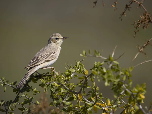 タウニー ピピット アンサス カンペストリス 枝に一羽の鳥 サルデーニャ 2023年4月 — ストック写真