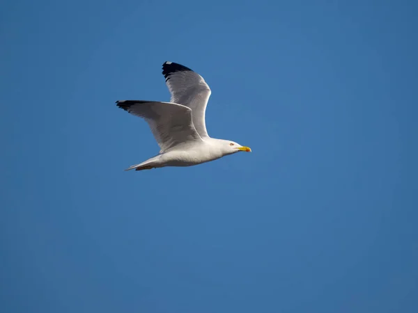 Gulfenad Mås Larus Michahellis Enstaka Fågel Flygning Sardinien April 2023 — Stockfoto