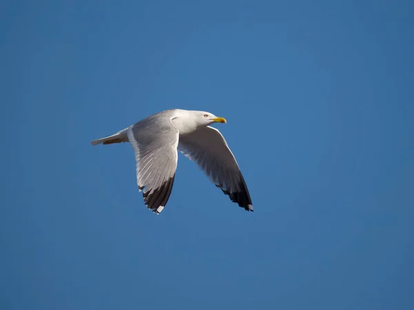 黄腿海鸥 Larus Michahellis 单鸟飞行 撒丁岛 2023年4月 — 图库照片