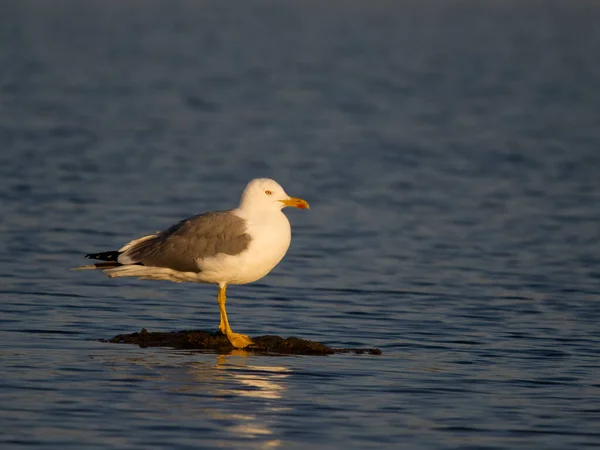Yellow Legged Gull Larus Michahellis Single Bird Water Sardinia April — Stock Photo, Image