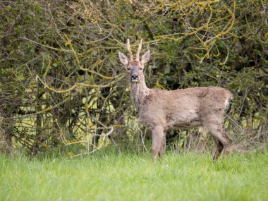 Roe geyiği, Capreolus Capreolus, otların üzerinde bekâr erkek, Warwickshire, Nisan 2023
