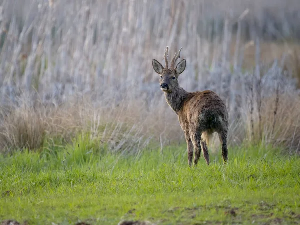 Roe Deer Capreolus Capreolus Single Male Grass Warwickshire April 2023 — 图库照片