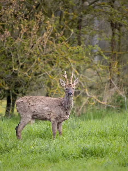 Roe Deer Capreolus Capreolus Alleenstaand Mannetje Gras Warwickshire April 2023 — Stockfoto
