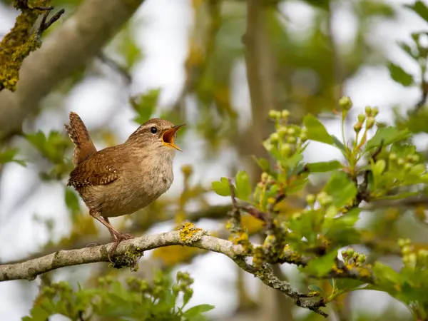 stock image Wren, Troglodytes troglodytes, Single bird on branch, Warwickshire, April 2023