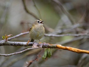 Goldcrest, Regulus regulus, tek bir kuş, Warwickshire, Nisan 2023
