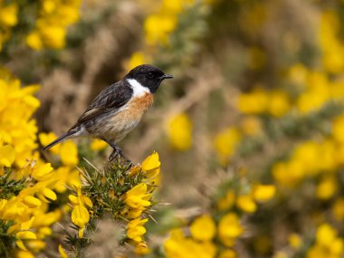 Stonechat, Saxicola Rubicola, Kuzey Galler, Nisan 2023.