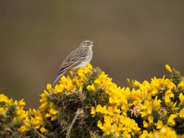 Meadow pipit, Anthus pratensis, tek kuş, Kuzey Galler, Nisan 2023