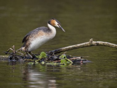 Büyük ibikli grebe, Podiceps kristali, yuvadaki tek kuş, Batı Midlands, Mayıs 2023