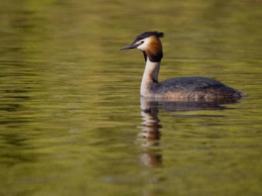 Büyük ibikli grebe, Podiceps kristali, sudaki tek kuş, Batı Midlands, Mayıs 2023