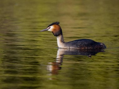 Büyük ibikli grebe, Podiceps kristali, sudaki tek kuş, Batı Midlands, Mayıs 2023
