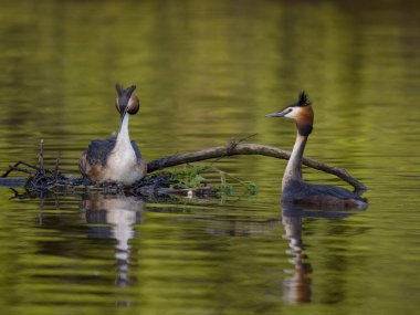Büyük ibikli grebe, Podiceps kristali, iki kuş yuvası, Batı Midlands, Mayıs 2023