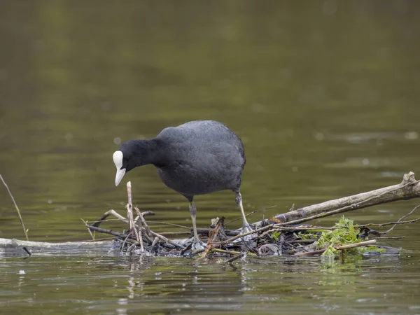Coot Fulica Atra Single Bird Top Great Crested Grebe Nest — Stock Photo, Image