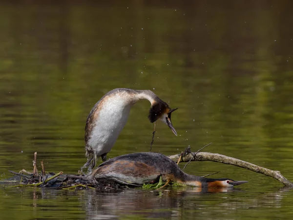 グレート クレスト グレベ ポディケプス クリステータス 巣の交尾中の鳥2羽 西ミッドランド 2023年5月 — ストック写真