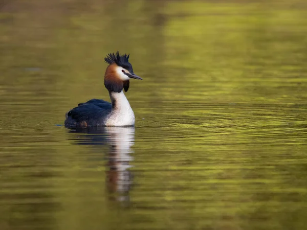Great Jambul Grebe Podiceps Cristatus Single Bird Water West Midlands — Stok Foto