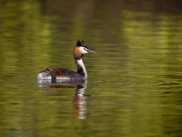 Haubentaucher Podiceps Cristatus Einzelvogel Auf Dem Wasser West Midlands Mai — Stockfoto