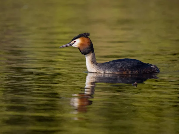 Haubentaucher Podiceps Cristatus Einzelvogel Auf Dem Wasser West Midlands Mai — Stockfoto