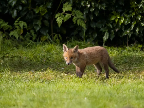 Red Fox Vulpes Vulpes Single Fox Cub Grass Warwickshire May — стоковое фото