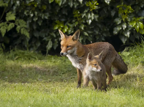 Red Fox Vulpes Vulpes Rubah Tunggal Rumput Dengan Anaknya Warwickshire — Stok Foto