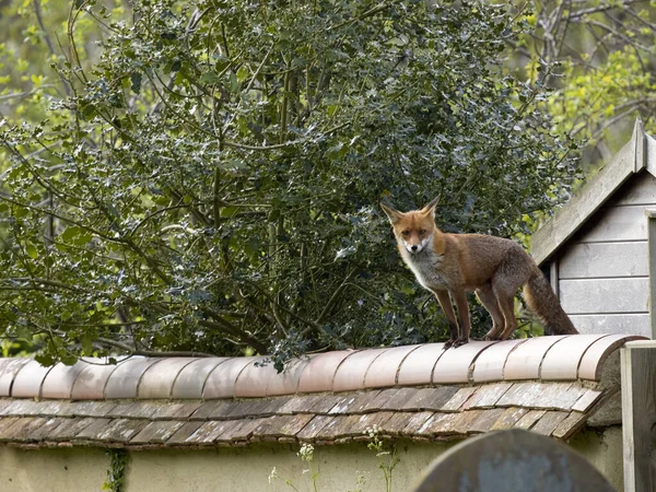 Raposa Vermelha Vulpes Vulpes Raposa Solteira Telhado Edifício Warwickshire Maio — Fotografia de Stock